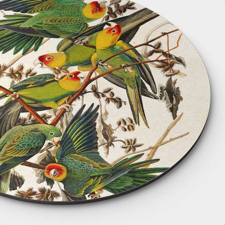 Artistic Lab Muurcirkel Carolina Parrot Round Dibond Meerdere Afmetingen & Prijzen