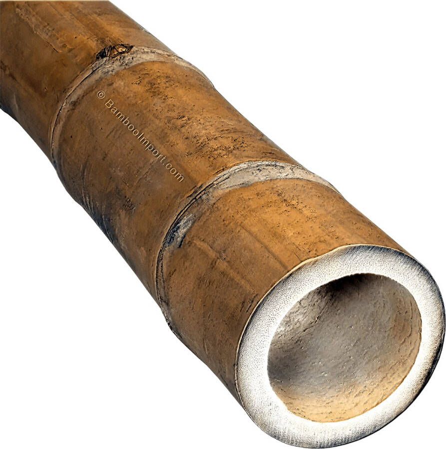 Bamboo Import Europe Bamboe Paal Guadua diameter 13-15 cm lengte 100 cm bamboe palen bamboe bouwmateriaal tuindecoratie ook voor instrumenten