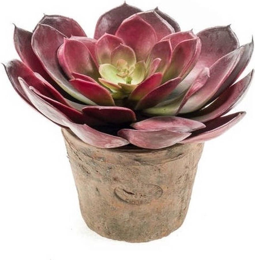 Bellatio Flowers & Plants Kunstplant Echeveria pelusida vetplant bordeaux in pot 20 cm