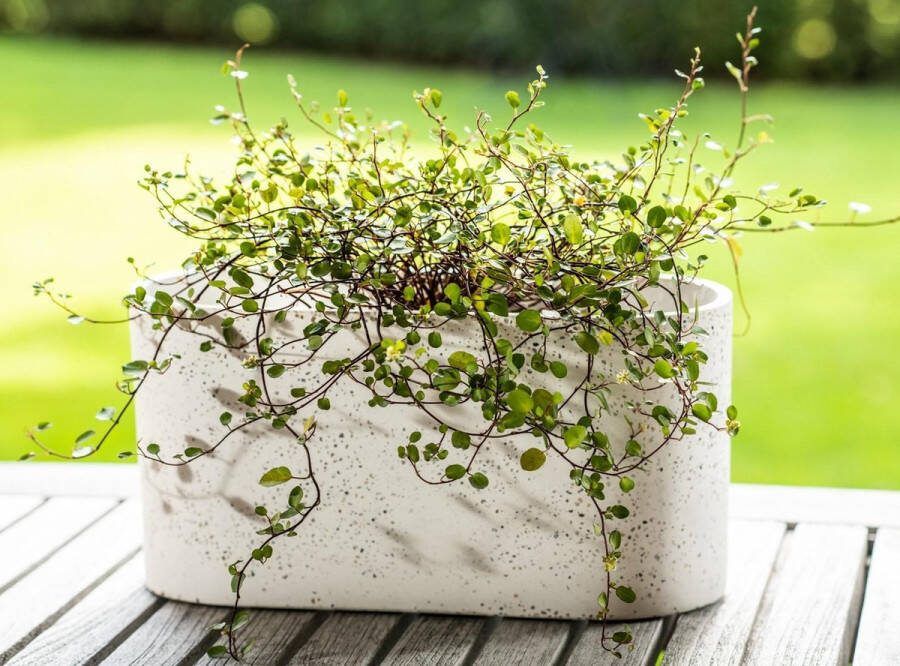 Bloomingville Bloempot Naturel Terrazzo Beton H 15cm x L 30cm x B 12 cm