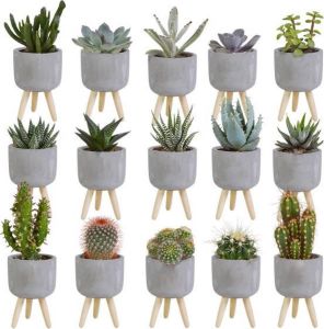 Bloomique 15x Cactus en Vetplanten Mix Kamerplant Grijs Betonnen pot op 3 pootjes ⌀5.5 cm ↕5-10 cm