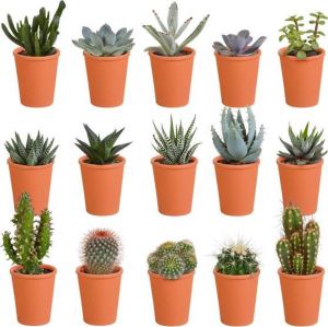 Bloomique 15x Cactus en Vetplanten Mix Kamerplant Terracotta Pot ⌀5.5 cm ↕5-10 cm