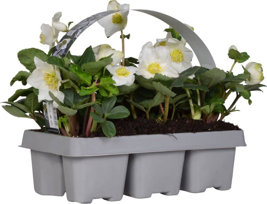 Bloomique 1x 6-pack Helleborus 'christmas Carol' Winterbloeier Onderhoudsvriendelijk ⌀9 Cm ↕15-20 Cm