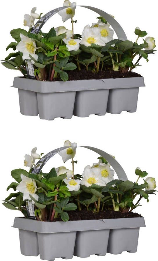 Bloomique 2x 6-pack Helleborus 'christmas Carol' Winterbloeier Onderhoudsvriendelijk ⌀9 Cm ↕15-20 Cm