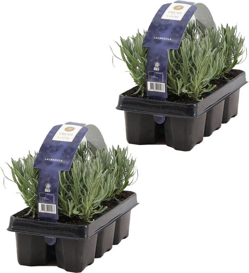 Bloomique 2x 6-pack Lavandula Angustifolia Lavendel Heester Winterhard 15-20 cm