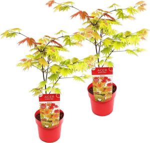 Bloomique 2x Acer shirasawanum 'Moonrise' Japanse Esdoorn Heester Winterhard ⌀19 cm 40-50 cm