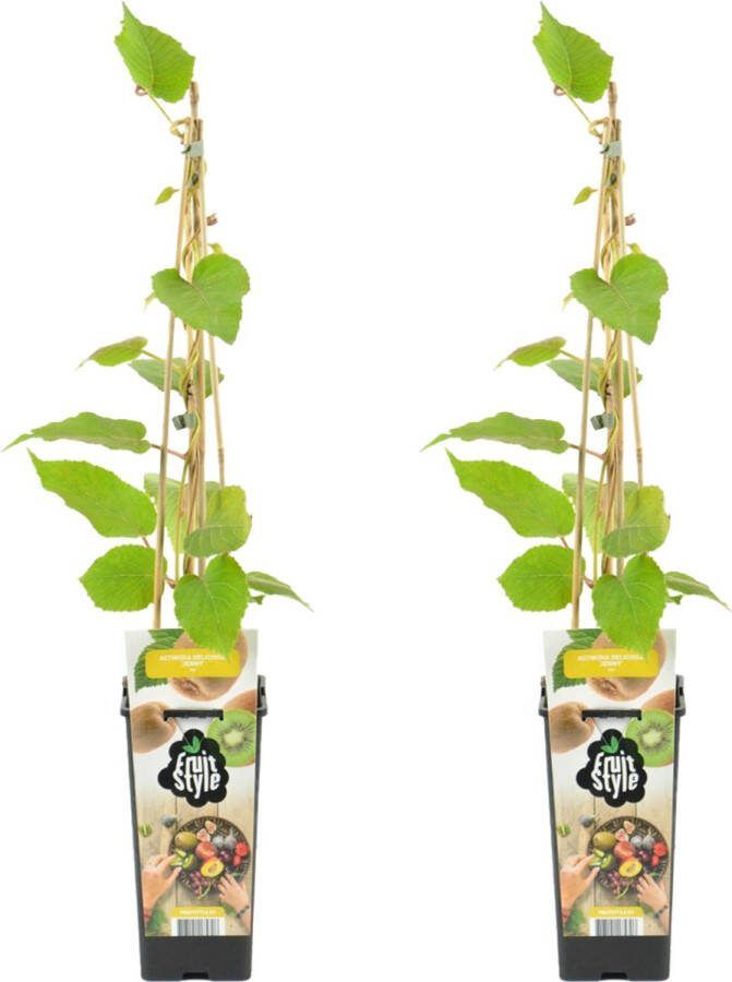 Bloomique 2x Actinidia Deliciosa 'Jenny' Kiwi Plant Fruitplanten Tuinplanten Winterhard ⌀14 cm Hoogte 60-70cm