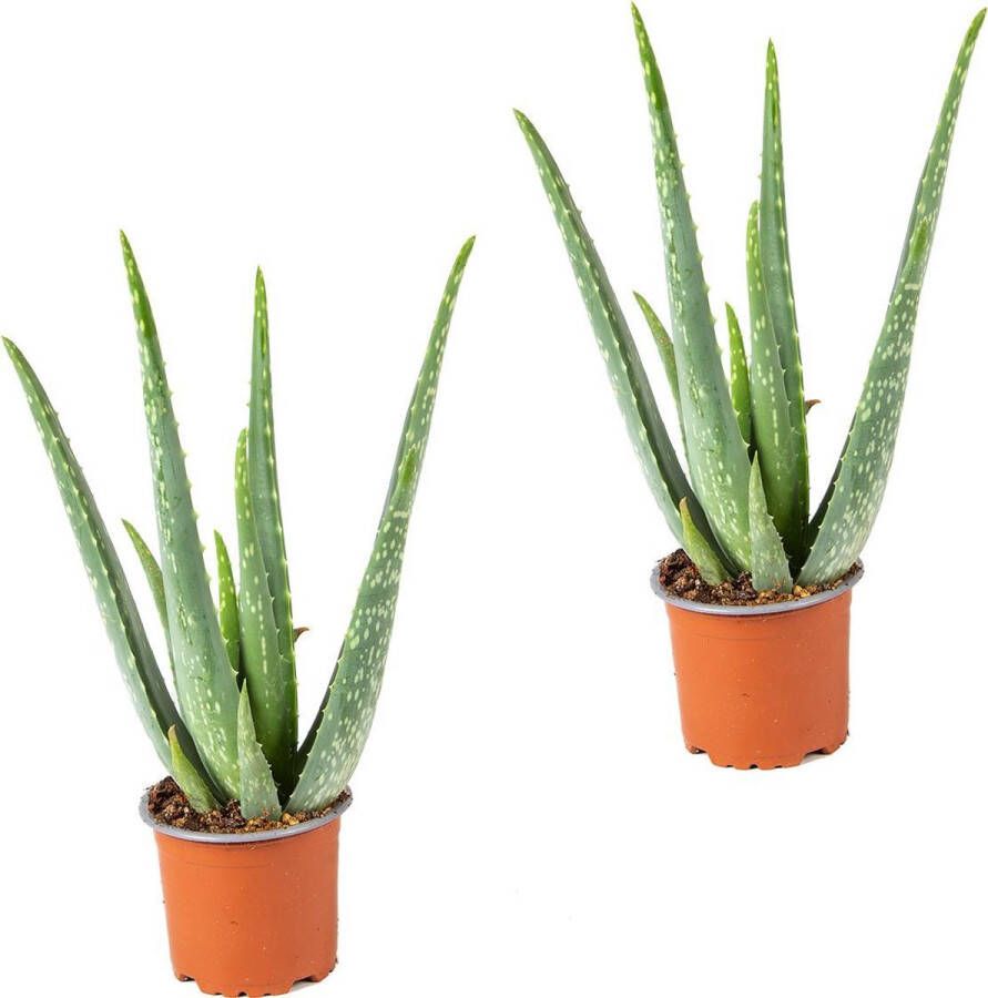 Bloomique 2x Aloe Vera Barbadensis Vetplant Kamerplant Onderhoudsvriendelijk ⌀10 5 cm 30-35 cm