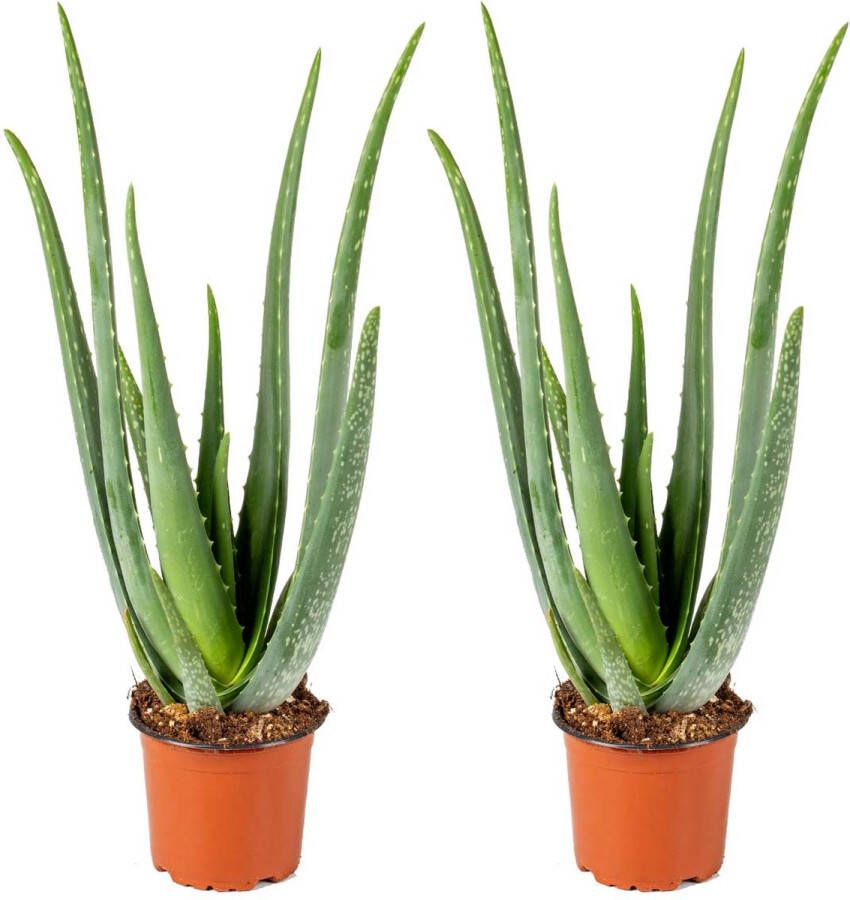Bloomique Aloe Vera Barbadensis Vetplant Set van 2 Kamerplant Onderhoudsvriendelijke plant voor binnen ⌀12 cm 35-40 cm