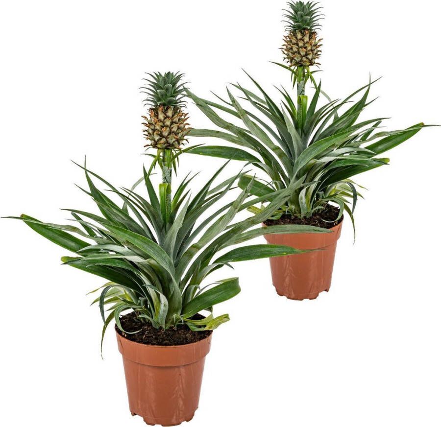 Bloomique 2x Ananas comosus 'Mi Amigo' – Ananasplant – Kamerplant – Onderhoudsvriendelijk – ⌀12 cm – 30-35 cm