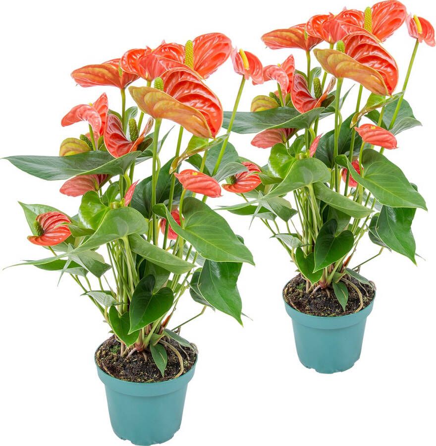Bloomique 2x Anthurium 'Aristo' Oranje – Flamingoplant Kamerplant-Onderhoudsvriendelijk -⌀12 cm 30-40 cm