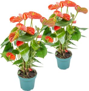 Bloomique 2x Anthurium Aristo Oranje – Flamingoplant Kamerplant Onderhoudsvriendelijk ⌀14 cm 45-55 cm
