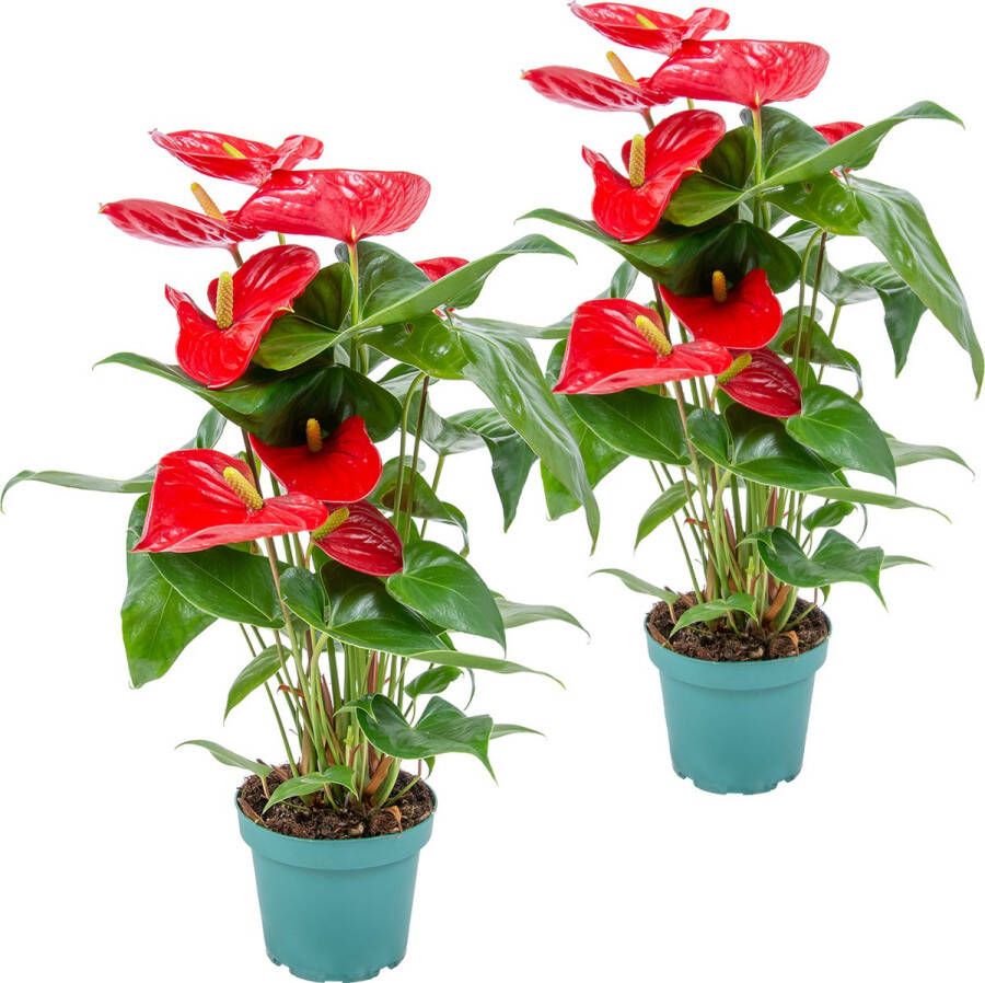Bloomique 2x Anthurium 'Aristo' Rood– Flamingoplant Kamerplant Onderhoudsvriendelijk ⌀12 cm 30-40 cm