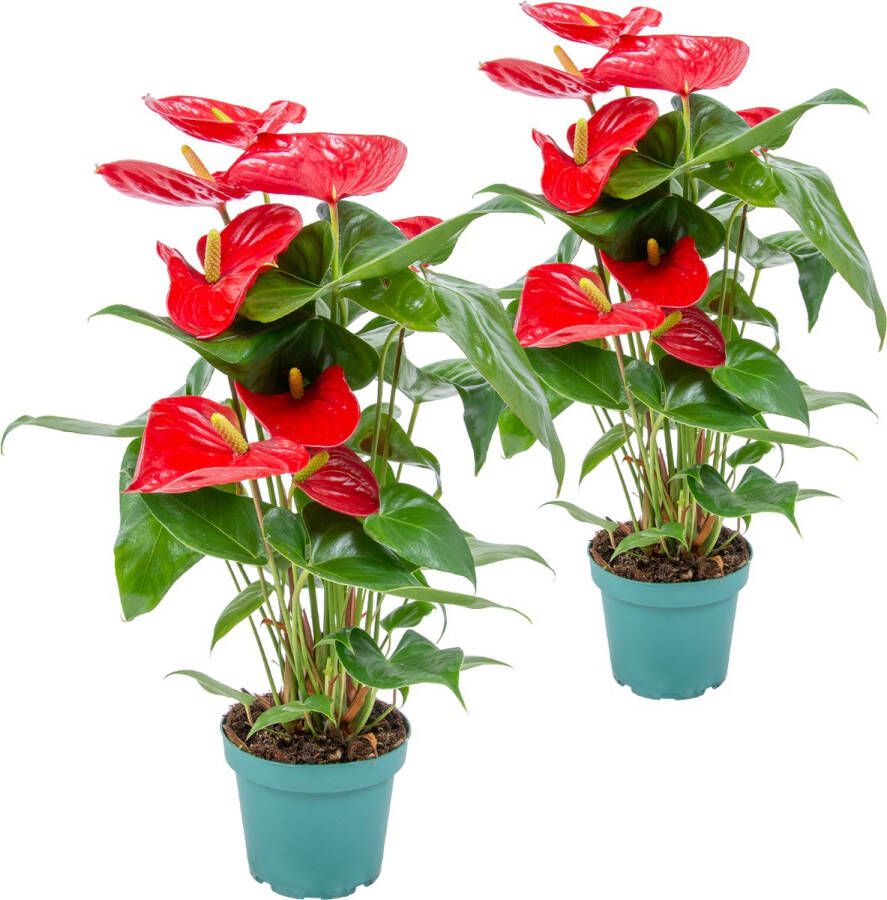 Bloomique 2x Anthurium 'Aristo' Rood– Flamingoplant Kamerplant Onderhoudsvriendelijk ⌀14 cm 45-55 cm
