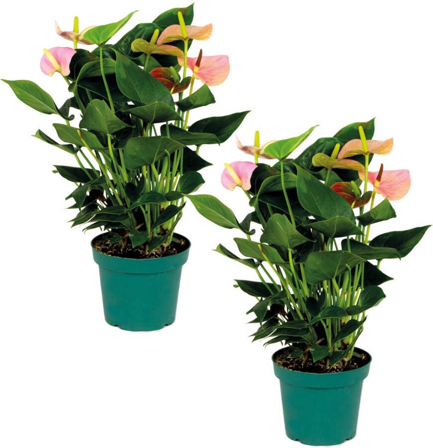 Bloomique 2x Anthurium 'Aristo' Roze – Flamingoplant Kamerplant Onderhoudsvriendelijk ⌀14 cm 40-50 cm