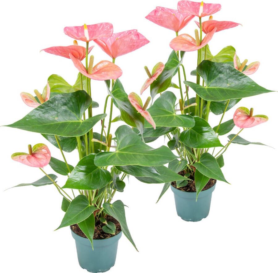 Bloomique 2x Anthurium 'Aristo' Roze – Flamingoplant Kamerplant Onderhoudsvriendelijk ⌀12 cm 30-40 cm
