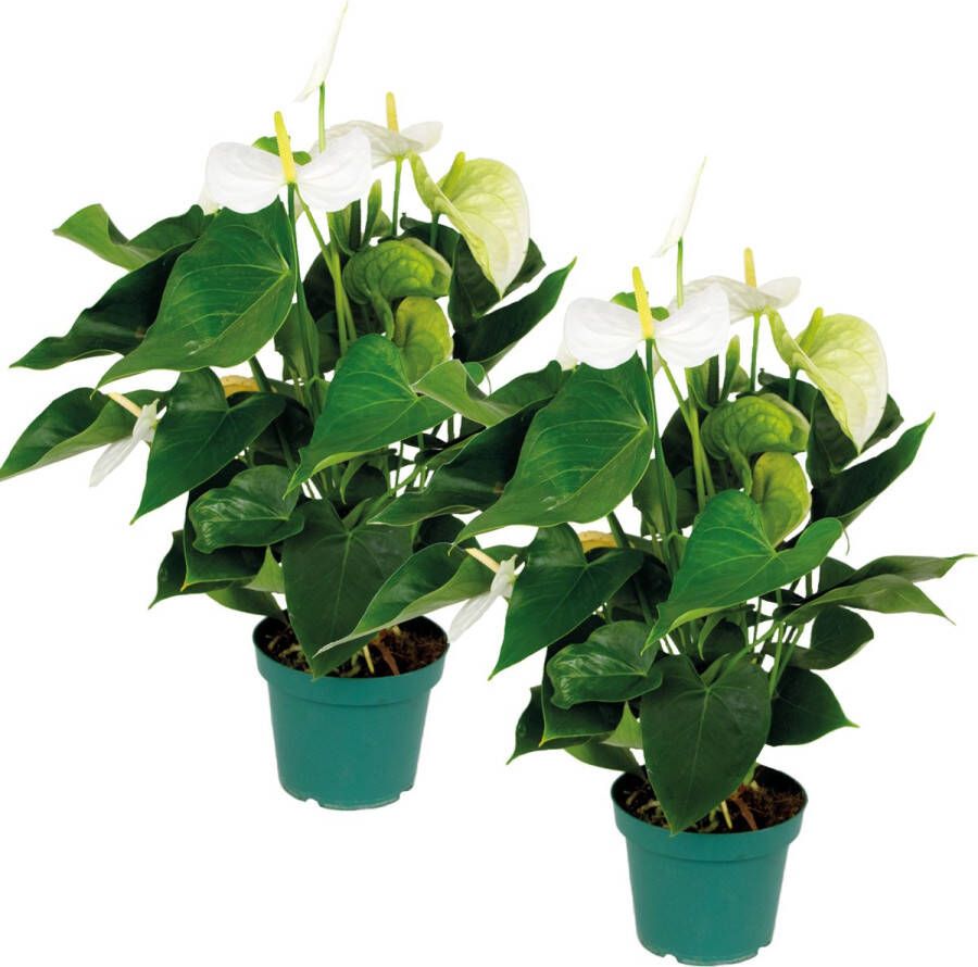 Bloomique 2x Anthurium 'Aristo' Wit – Flamingoplant Kamerplant Onderhoudsvriendelijk ⌀14 cm 45-55 cm