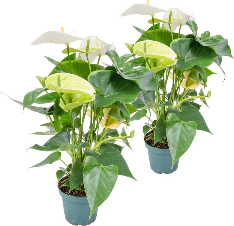 Bloomique 2x Anthurium 'Aristo' Wit – Flamingoplant Kamerplant Onderhoudsvriendelijk ⌀12 cm 30-40 cm