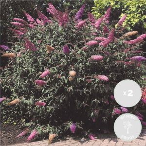 Bloomique 2x Buddleja Davidii 'Tricolor' Vlinderstruik- Buitenplant Winterhard ⌀17 cm ↕30-40 cm