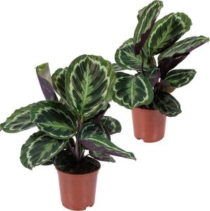 Bloomique 2x Calathea 'Medaillon' Pauwenplant Kamerplant Luchtzuiverend ⌀14 cm 40-45 cm
