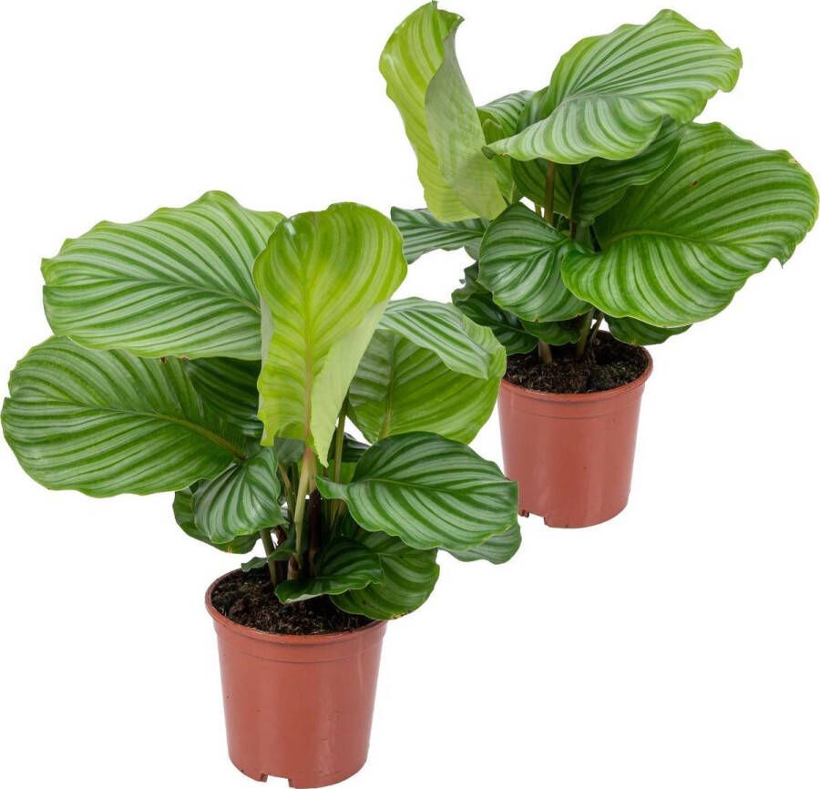 Bloomique 2x Calathea Orbifolia Pauwenplant Kamerplant Luchtzuiverend ⌀14 cm 40-45 cm