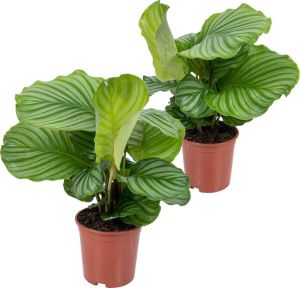 Bloomique 2x Calathea Orbifolia Pauwenplant Kamerplant Luchtzuiverend ⌀14 cm 40-45 cm