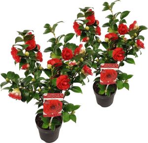 Bloomique 2x Camellia japonica 'Black Lace' Japanse Roos Heester Groenblijvend ⌀15 cm 30-35 cm