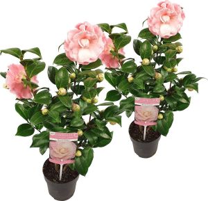 Bloomique 2x Camellia japonica 'Nuccio's Cameo' – Japanse roos Heester Groenblijvend ⌀15 cm 30-35 cm