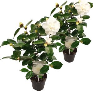 Bloomique 2x Camellia japonica 'Nuccio's Gem' – Japanse roos Heester Groenblijvend ⌀15 cm 30-35 cm