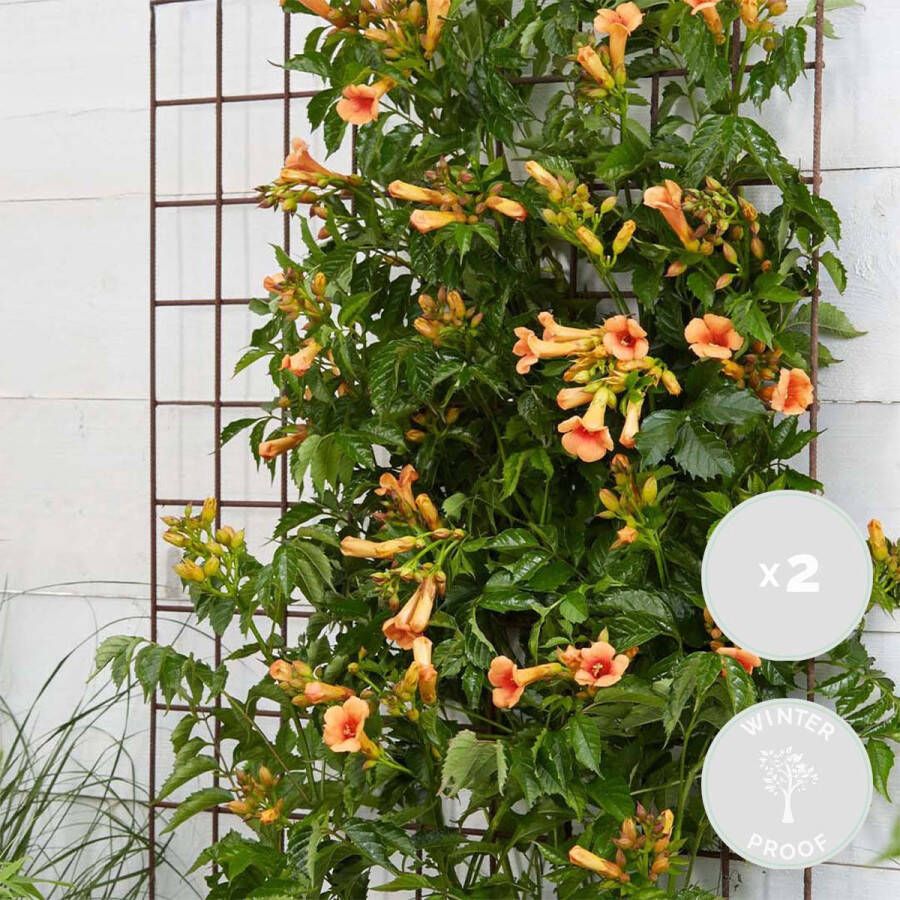 Bloomique 2x Campsis Indian Summer – Klimplant – Trompetklimmer – Winterhard ⌀15 cm – 60-70 cm