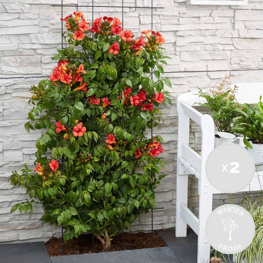 Bloomique 2x Campsis Summer Jazz Fire Trumpet – Trompetbloem – Klimplant – Winterhard ⌀15 cm 60-70 cm