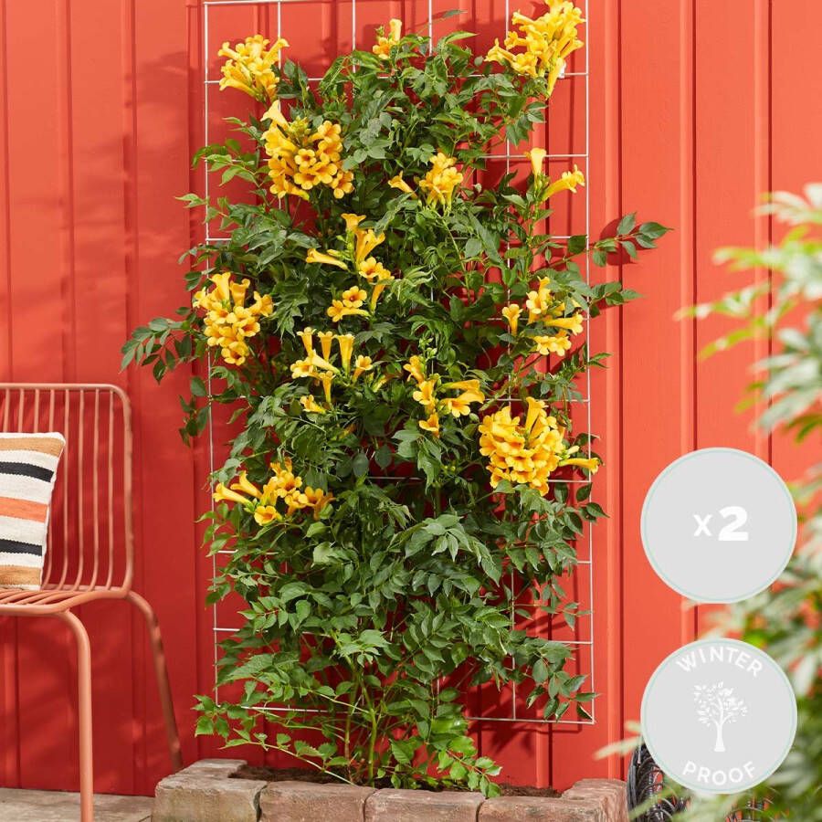 Bloomique 2x Campsis Summer Jazz Gold Trumpet – Trompetbloem – Klimplant – Winterhard ⌀15 cm 60-70 cm