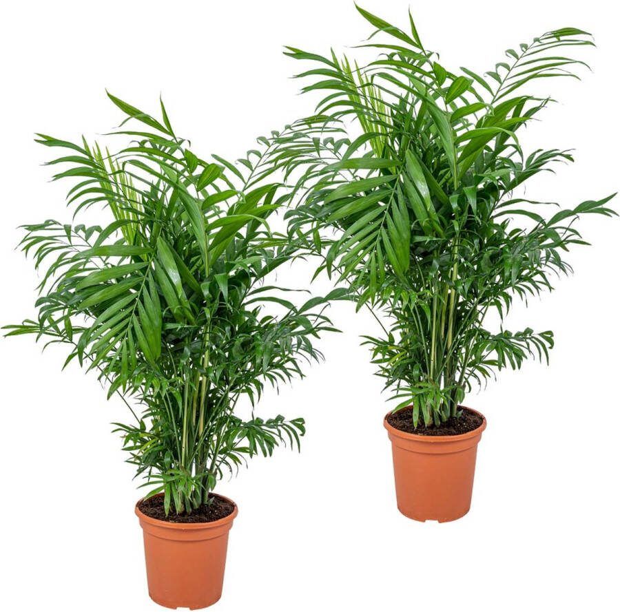 Bloomique 2x Chamaedorea Elegans Mexicaanse Dwergpalm Palm Luchtzuiverend ⌀17 cm 50-60 cm