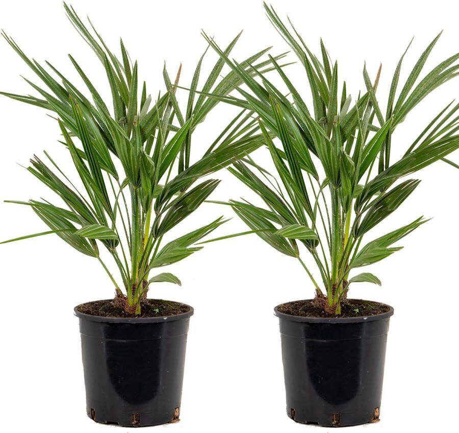 Bloomique 2x Chamaerops Humilis – Europese Dwergpalm – Palm – Winterhard ⌀19 Cm ↕60-70 Cm