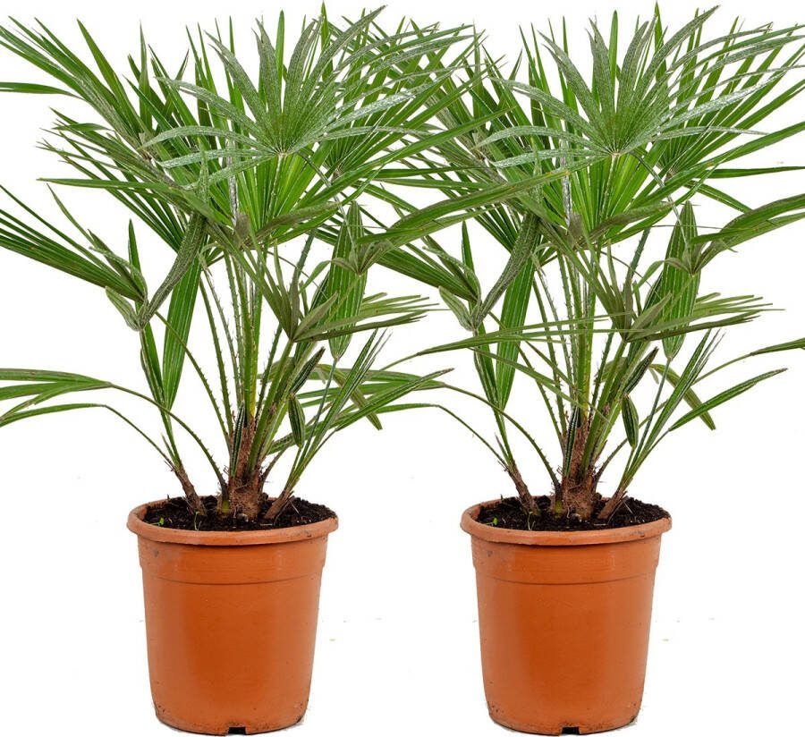Bloomique 2x Chamaerops Humilis – Europese Dwergpalm – Palm – Winterhard ⌀21 Cm ↕70-80 Cm