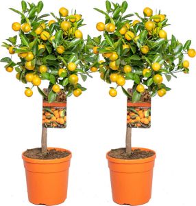Bloomique Mandarijnboom | Citrus 'Calamondin' per 2 stuks Buitenplant in kwekerspot ⌀19 cm ↕55-65 cm