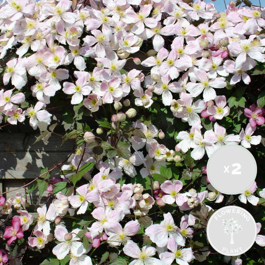 Bloomique 2x Clematis Montana 'Fenne' – Bosrank – Klimplant – Onderhoudsvriendelijk ⌀ 15 cm 60-70 cm