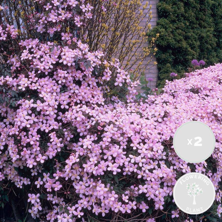 Bloomique 2x Clematis montana var. 'Rubens' – Bosrank – Klimplant – ⌀15 cm 60-70 cm