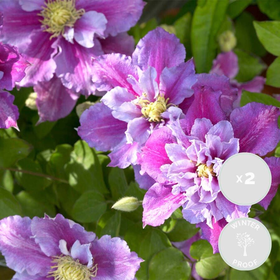 Bloomique 2x Clematis Piilu – Grootbloemige bosrank – Klimplant – Winterhard ⌀15 cm 60-70 cm