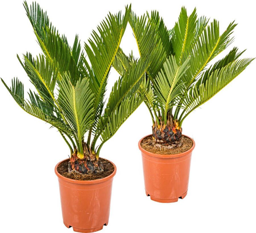 Bloomique 2x Cycas Revoluta – Vredespalm – Palm – Onderhoudsvriendelijk ⌀12 cm 30-40 cm