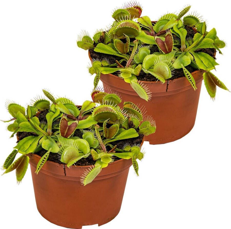Bloomique Dionaea Muscipula Vleesetende plant Kamerplant Onderhoudsvriendelijke plant voor binnen ⌀12 cm 10-15 cm