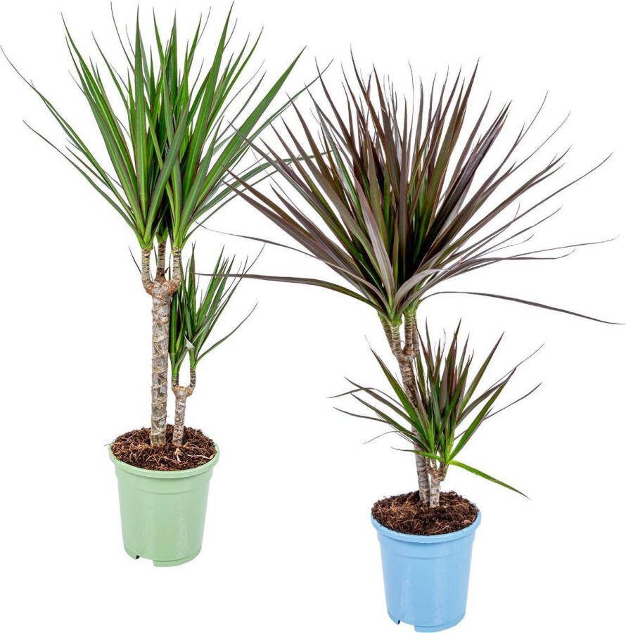 Bloomique 2x Dracaena Kamerplanten Mix – Marginata-Magenta – Luchtzuiverend – ⌀17 cm 65-75 cm