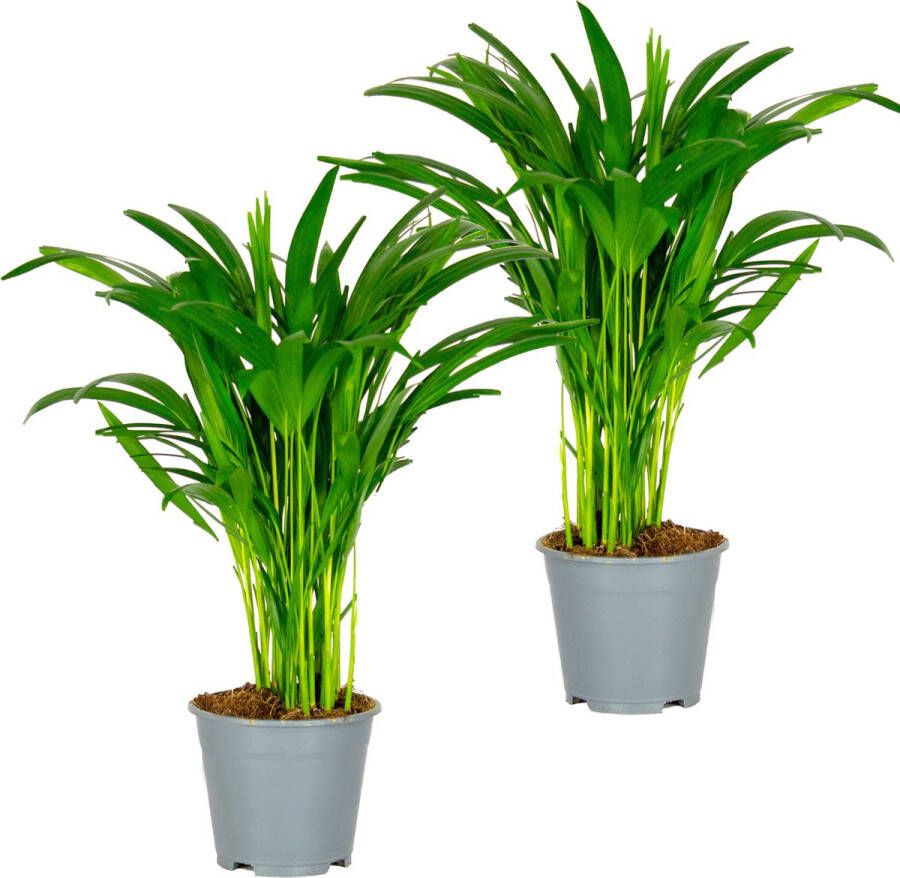 Bloomique 2x Dypsis Lutescens Goudpalm Kamerplant Onderhoudsvriendelijk ⌀14 cm 40-50 cm