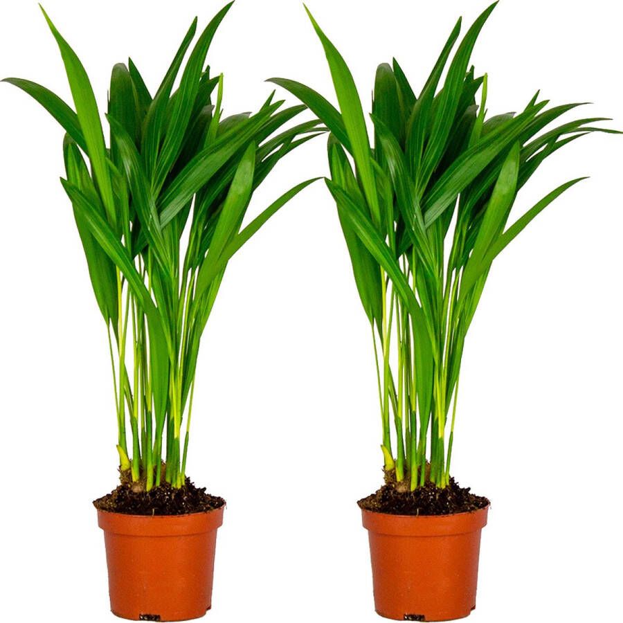 Bloomique 2x Dypsis Lutescens Goudpalm Kamerplant Onderhoudsvriendelijk ⌀10 5 cm 30-35 cm
