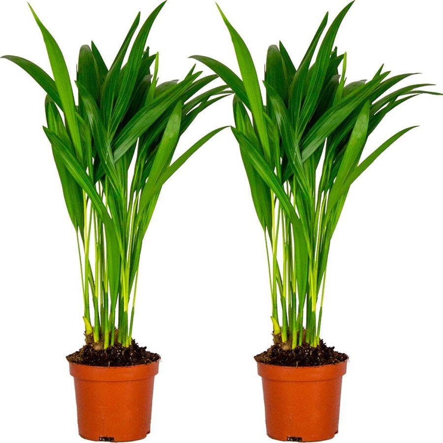 Bloomique 2x Dypsis Lutescens Goudpalm Kamerplant Onderhoudsvriendelijk ⌀10 5 cm 30-35 cm