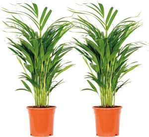 Bloomique 2x Dypsis Lutescens Goudpalm Kamerplant Onderhoudsvriendelijk ⌀17 cm 60-70 cm