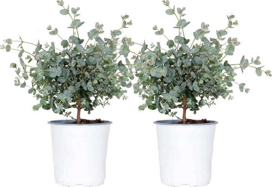 Bloomique Gomboom per 2 stuks | Eucalyptus 'Gunnii' Buitenplant in kwekerspot ⌀14 cm ↕25-35 cm