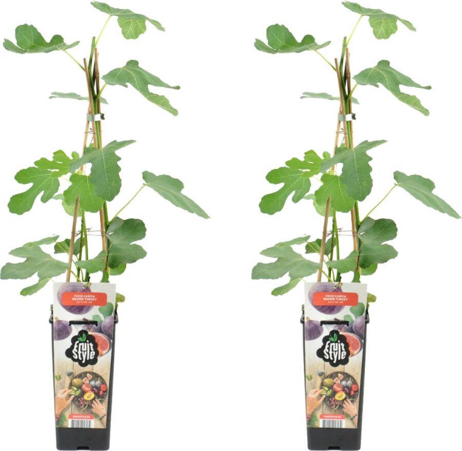 Bloomique 2x Ficus Carica 'Brown Turkey' Vijgenboom Fruitbomen Tuinplanten Winterhard ⌀14 cm Hoogte 60-70cm