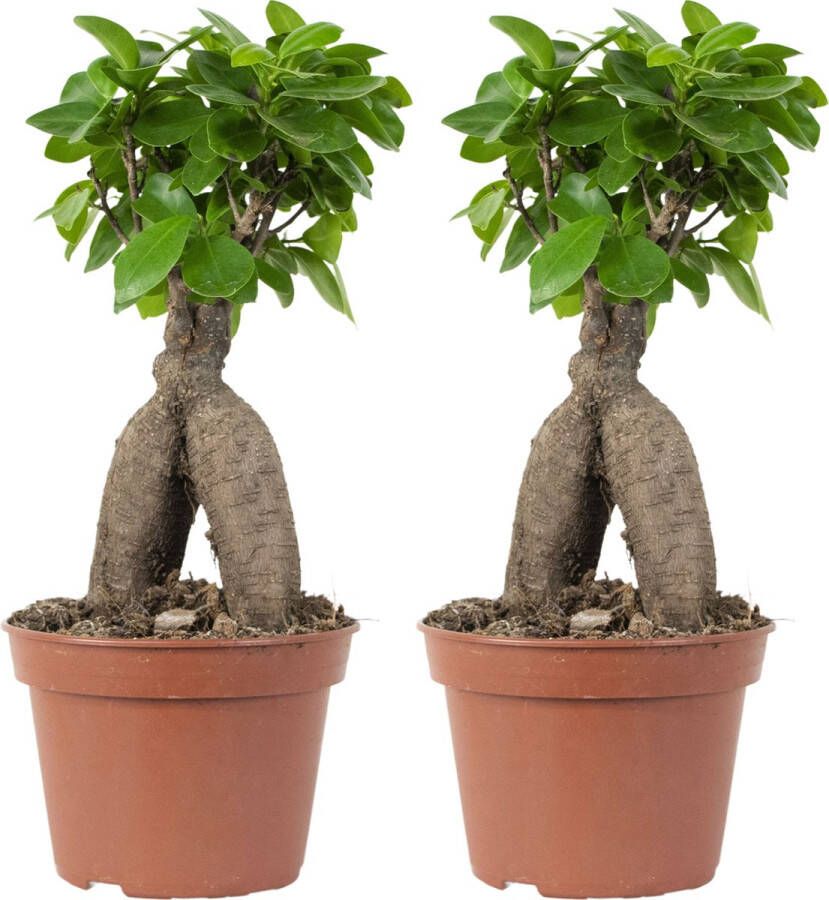 Bloomique Bonsai boompje | Ficus 'Ginseng' per 2 stuks Kamerplant in kwekerspot ⌀15 cm ↕35 cm