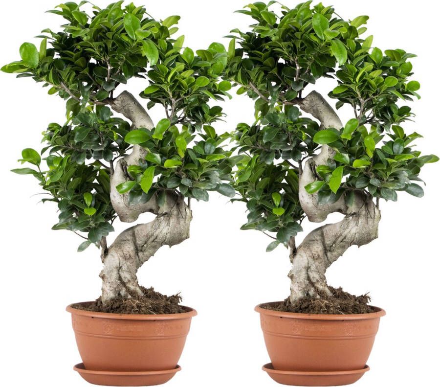 Bloomique Bonsai boompje | Ficus 'Ginseng' S-vorm per 2 stuks Kamerplant in kwekerspot ⌀21 cm ↕70 cm